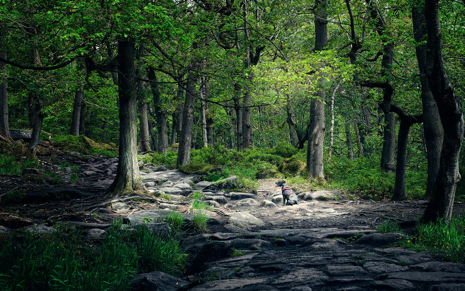 Light falling through ancient woodland
